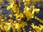 Preview: Leuchtende Blüten der Forsythia Beatrix Farrand
