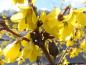Preview: Bienenfreundliche Blüten der Forsythia Beatrix Farrand