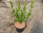 Preview: Forsythia europaea in unserer Baumschule (Sommer 2024)