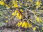 Preview: Europäische Forsythie mit gelben Blüten