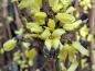 Preview: Gelbe Blüte der Mandschurischen Forsythie