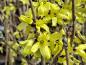 Preview: Gelbe Blüten der Forsythia mandshurica