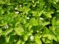 Preview: .Fragaria vesca var. semperfl. Alexandria