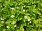 Preview: .Fragaria vesca var. semperfl. Alexandria