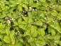 Preview: Smultron Alexandria, Fragaria vesca var. semperflorens Alexandria