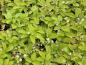Preview: Smultron Alexandria, Fragaria vesca var. semperflorens Alexandria
