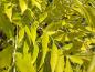 Preview: Gyllene Ask Allgold, Fraxinus excelsior Allgold
