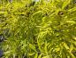 Preview: Gyllene Ask Allgold, Fraxinus excelsior Allgold