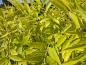 Preview: Gyllene Ask Allgold, Fraxinus excelsior Allgold