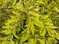 Preview: Gyllene Ask Allgold, Fraxinus excelsior Allgold