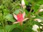 Preview: Fuchsia Walz Jubelteen