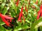 Preview: Fuchsia hatschbachii