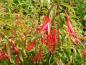 Preview: Fuchsia hatschbachii