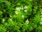 Preview: Weißblühender Waldmeister im Mai
