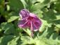 Preview: Flocknäva Bevan's Variety, Geranium macrorrhizum Bevan's Variety
