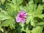 Preview: Flocknäva Bevan's Variety, Geranium macrorrhizum Bevan's Variety