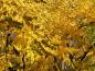 Preview: Leuchtend gelbe Herbstfärbung des Geweihbaums
