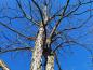 Preview: Krone des Geweihbaums im Winter