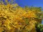 Preview: Geweihbaum mit gelbem Herbstlaub