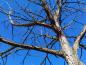 Preview: Winterliche Krone des Geweihbaums