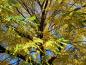 Preview: Geweihbaum im Herbst