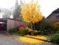 Preview: Leuchtendes Gelb im Herbst - Kugelginkgo