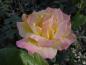 Preview: Rosa Gloria Dei / Rosa Peace