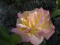 Preview: Rosa Gloria Dei / Rosa Peace