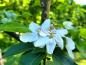Preview: Blüten des Apfels Goldparmäne