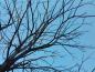 Preview: Der Geweihbaum im Winter