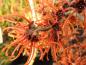 Preview: Leuchtend orange Blüten der Zaubernuss Jelena
