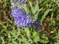Preview: Caryopteris clandonensis Heavenly Blue