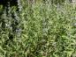 Preview: Caryopteris clandonensis Heavenly Blue