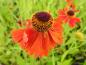 Preview: Helenium Moerheim Beauty in wundervoller Farbe
