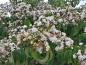 Preview: Weiße Blütenpracht des Sieben-Söhne-des-Himmels-Strauchs