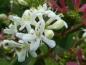 Preview: Hübsche weiße Blüten des Heptacodium miconioides