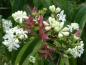 Preview: Weiße Blüten und rote Früchte - Heptacodium miconioides