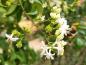 Preview: Der weißblühende Sieben-Söhne-des Himmels-Strauch erfreut Bienen und Hummeln im Herbst
