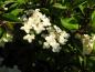 Preview: zauberhafter Blütenflor bei Hydrangea paniculata Wim's Red®