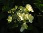 Preview: Die Blüten von Hydrangea paniculata Wim's Red® öffnen sich