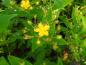 Preview: Hypericum Loke mit zauberhaften gelben Tönen