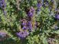 Preview: Die blauen Blüten des Ysop werden reichlich von Insekten besucht.