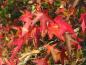 Preview: Rote Herbstfärbung beim Amberbaum Stella