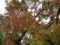 Preview: Zimtahorn mit rotem Herbstlaub