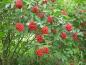 Preview: Rote Fruchttrauben des Sambucus racemosa