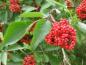 Preview: Die roten Früchte des Roten Holunders sind bei Vögeln beliebt.