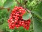 Preview: Die Früchte des Roten Holunder sind roh giftig.
