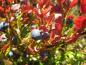 Preview: Leckere reife Blaubeeren