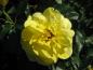 Preview: Beetrose Friesia - gelbblühende Rose