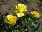 Preview: Gefüllte, gelbe Blüten der Beetrose Friesia